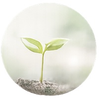芽吹く双葉